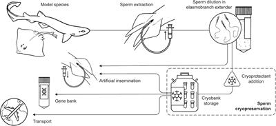 Development of Sperm Cryopreservation Protocols for Sharks and Rays: New Tools for Elasmobranch Conservation